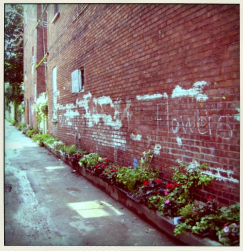alley flowers