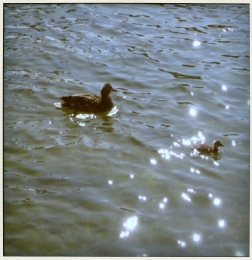 mama duck, baby duck