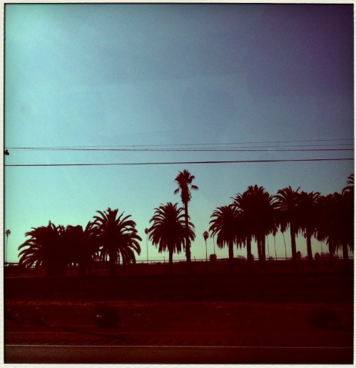 driving palms
