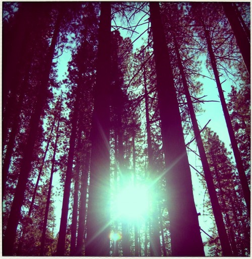 trees, sun